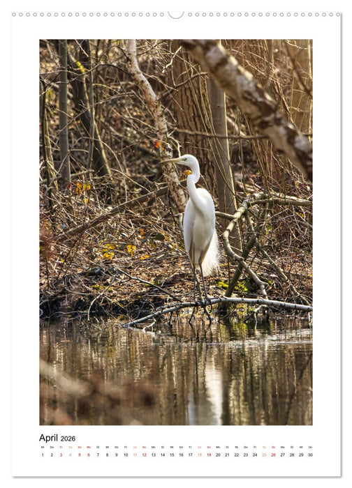 Mein Steinertsee (CALVENDO Premium Wandkalender 2026)