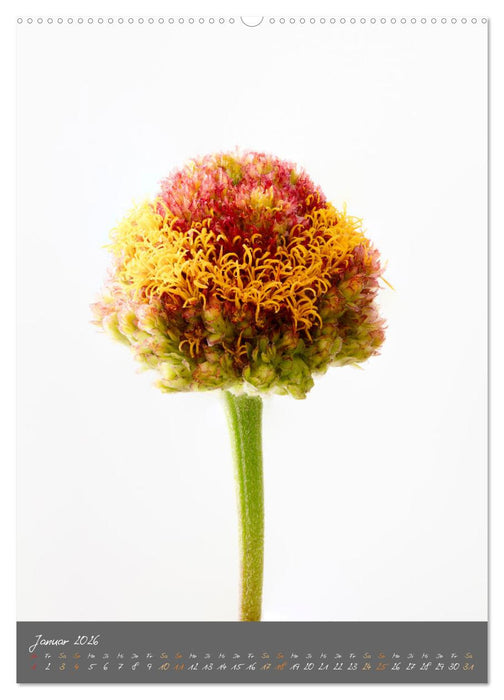 Blütenmetamorphosen (CALVENDO Wandkalender 2026)