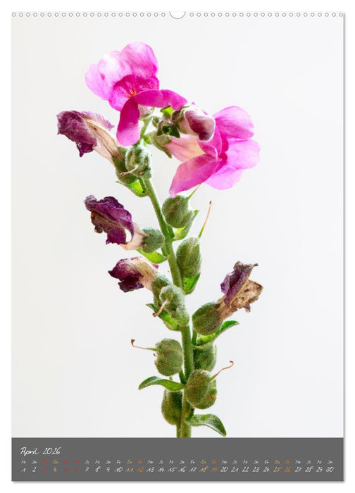 Blütenmetamorphosen (CALVENDO Wandkalender 2026)