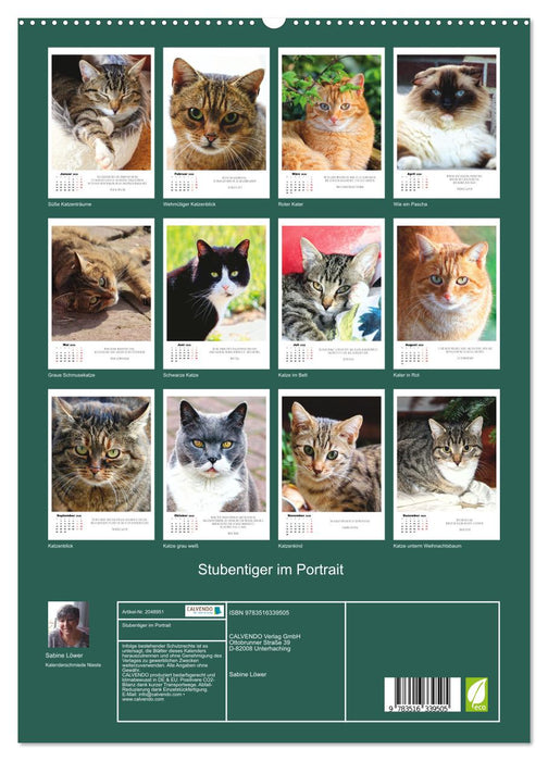 Stubentiger im Portrait (CALVENDO Premium Wandkalender 2026)