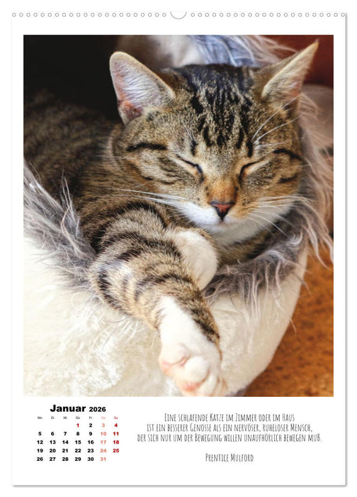 Stubentiger im Portrait (CALVENDO Premium Wandkalender 2026)