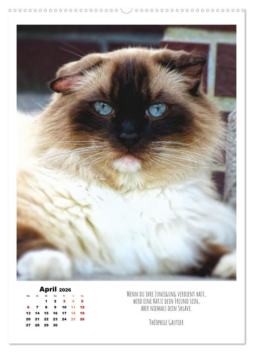 Stubentiger im Portrait (CALVENDO Premium Wandkalender 2026)