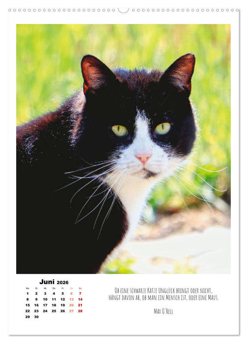 Stubentiger im Portrait (CALVENDO Premium Wandkalender 2026)