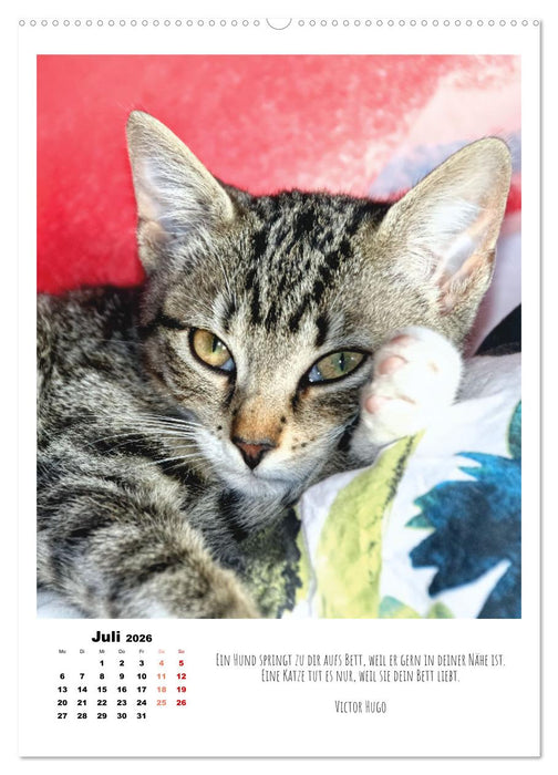 Stubentiger im Portrait (CALVENDO Premium Wandkalender 2026)