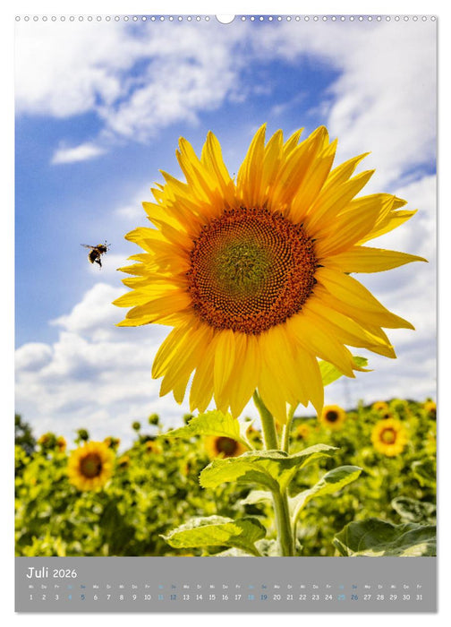 Traumhafte Pfalz (CALVENDO Premium Wandkalender 2026)