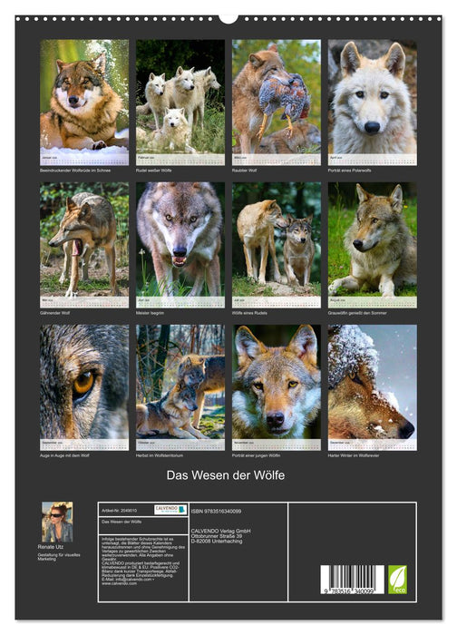 Das Wesen der Wölfe (CALVENDO Premium Wandkalender 2026)
