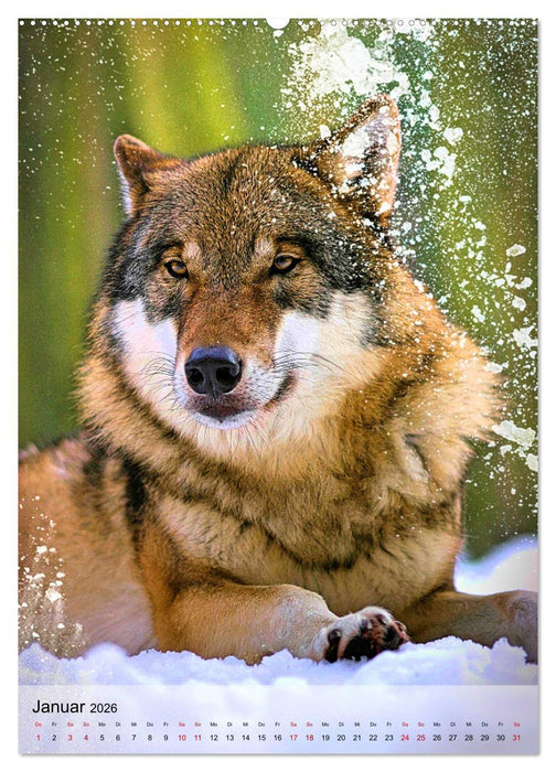 Das Wesen der Wölfe (CALVENDO Premium Wandkalender 2026)