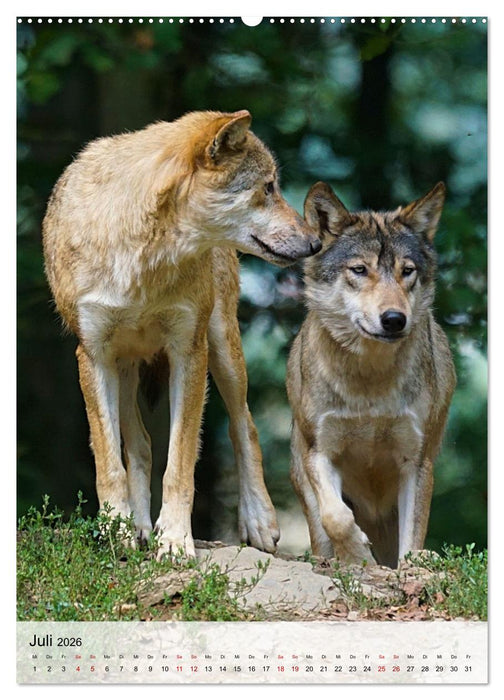 Das Wesen der Wölfe (CALVENDO Premium Wandkalender 2026)