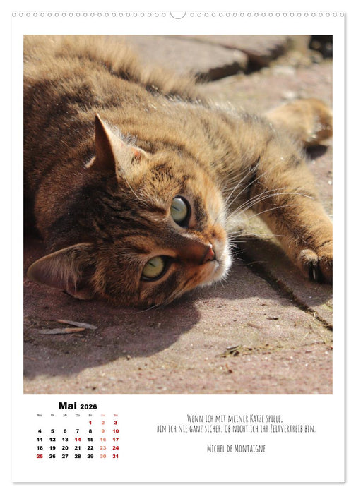 Stubentiger im Portrait (CALVENDO Wandkalender 2026)