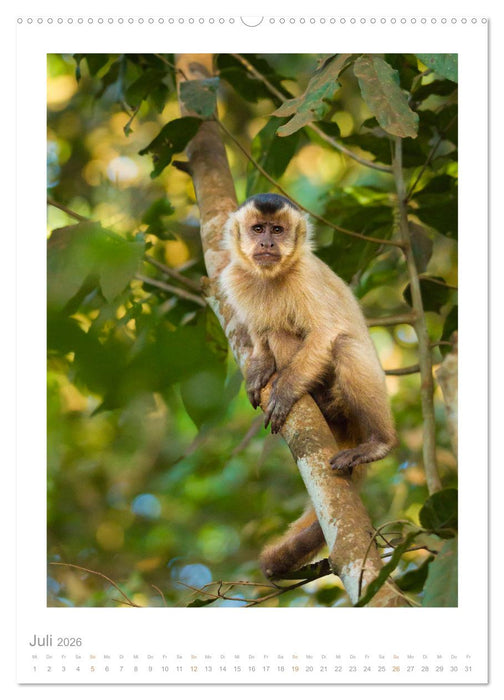 Pantanal – Einzigartiges Wildlife-Paradies (CALVENDO Premium Wandkalender 2026)