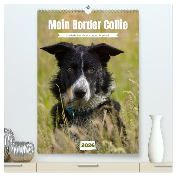 Mein Border Collie (CALVENDO Premium Wandkalender 2026)
