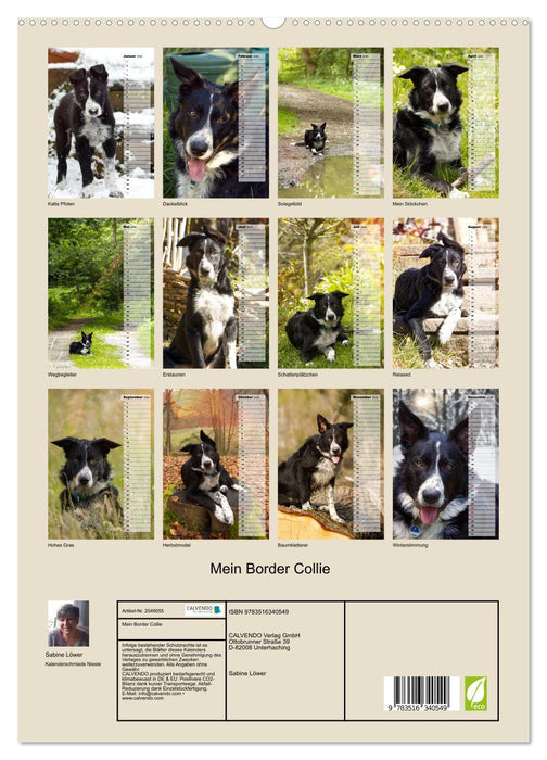 Mein Border Collie (CALVENDO Premium Wandkalender 2026)
