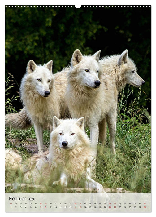 Das Wesen der Wölfe (CALVENDO Wandkalender 2026)