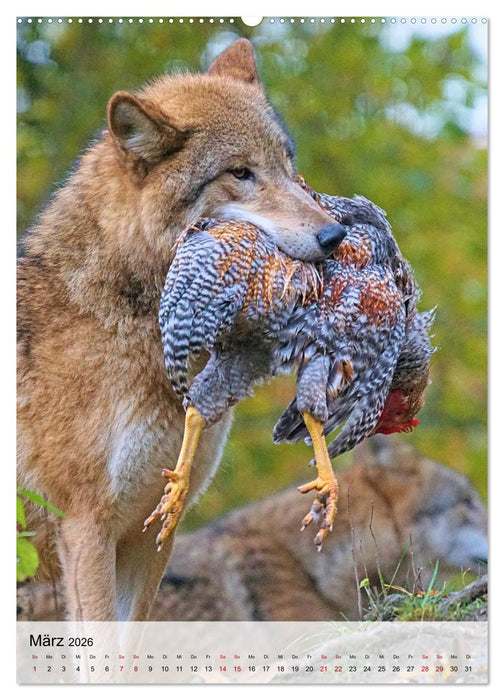 Das Wesen der Wölfe (CALVENDO Wandkalender 2026)