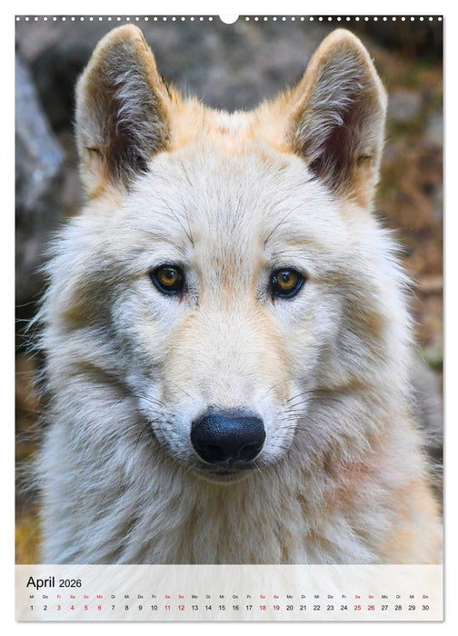 Das Wesen der Wölfe (CALVENDO Wandkalender 2026)