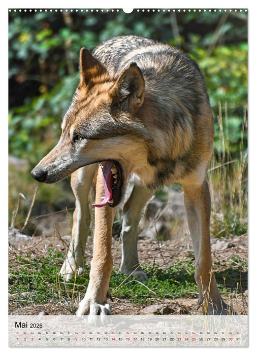 Das Wesen der Wölfe (CALVENDO Wandkalender 2026)