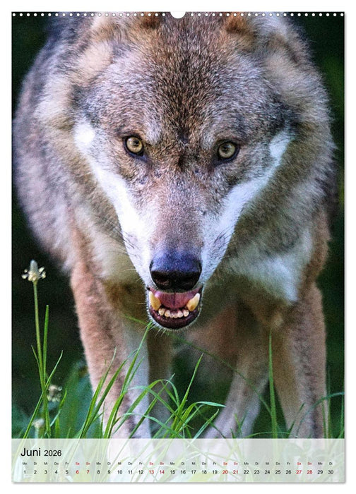 Das Wesen der Wölfe (CALVENDO Wandkalender 2026)