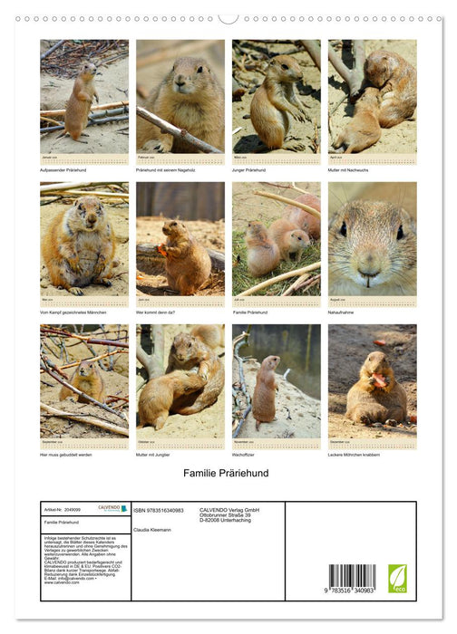 Familie Präriehund (CALVENDO Premium Wandkalender 2026)