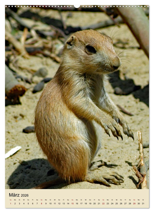 Familie Präriehund (CALVENDO Premium Wandkalender 2026)