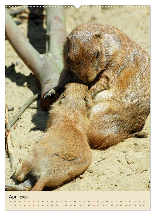 Familie Präriehund (CALVENDO Premium Wandkalender 2026)