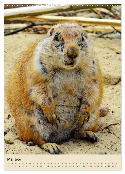 Familie Präriehund (CALVENDO Premium Wandkalender 2026)