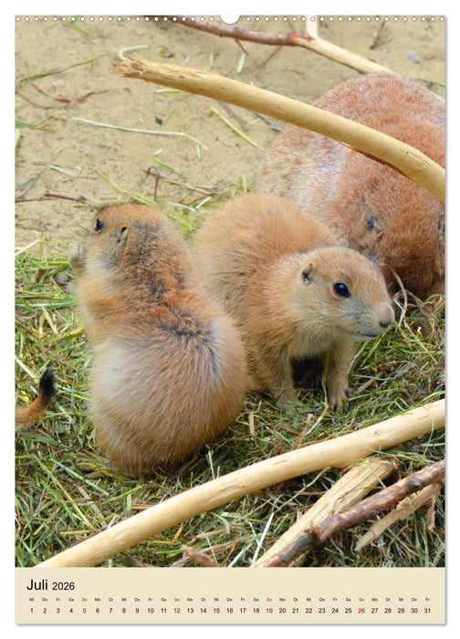 Familie Präriehund (CALVENDO Premium Wandkalender 2026)