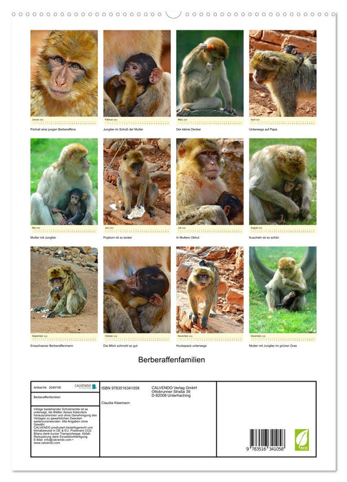 Berberaffenfamilien (CALVENDO Premium Wandkalender 2026)
