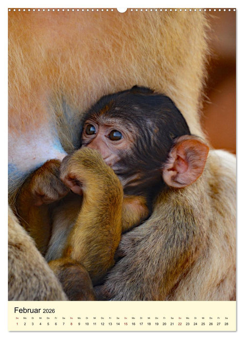 Berberaffenfamilien (CALVENDO Premium Wandkalender 2026)