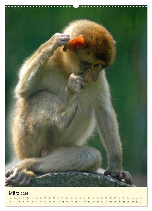 Berberaffenfamilien (CALVENDO Premium Wandkalender 2026)