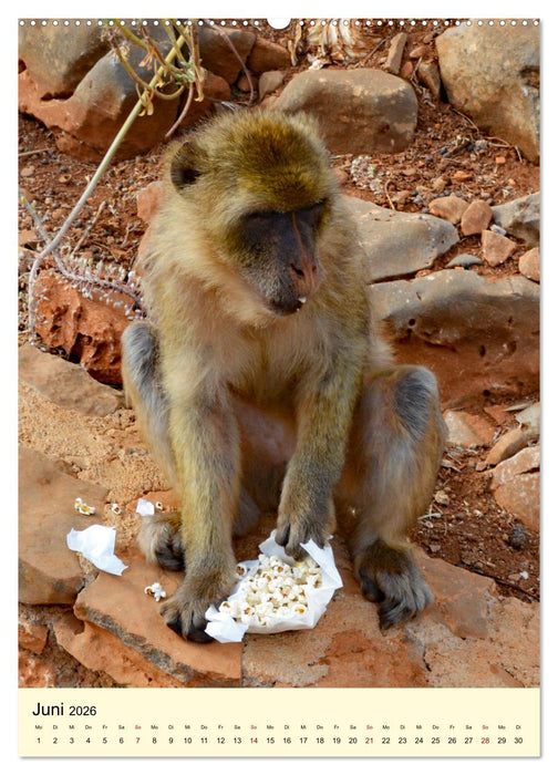Berberaffenfamilien (CALVENDO Premium Wandkalender 2026)