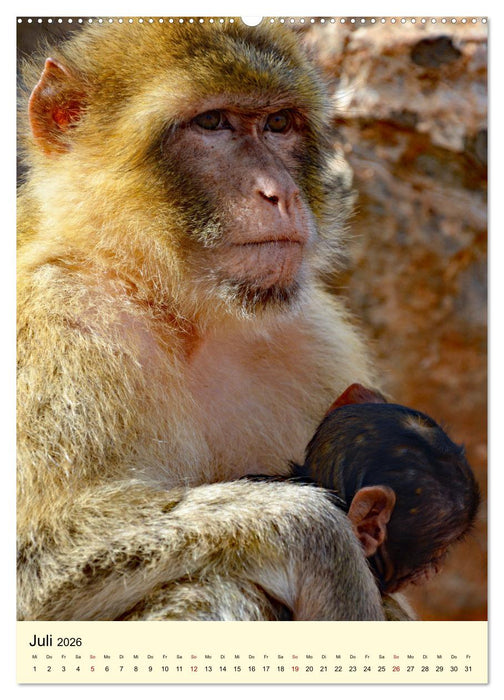 Berberaffenfamilien (CALVENDO Premium Wandkalender 2026)