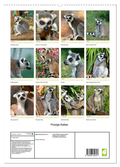 Putzige Kattas (CALVENDO Premium Wandkalender 2026)