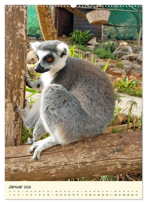 Putzige Kattas (CALVENDO Premium Wandkalender 2026)