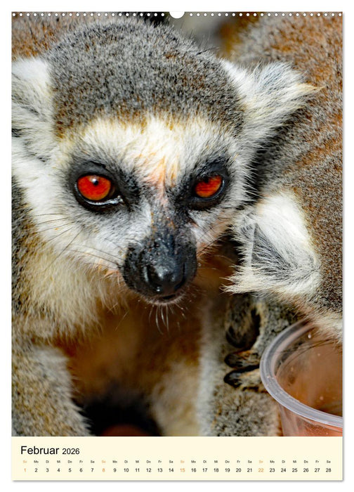 Putzige Kattas (CALVENDO Premium Wandkalender 2026)