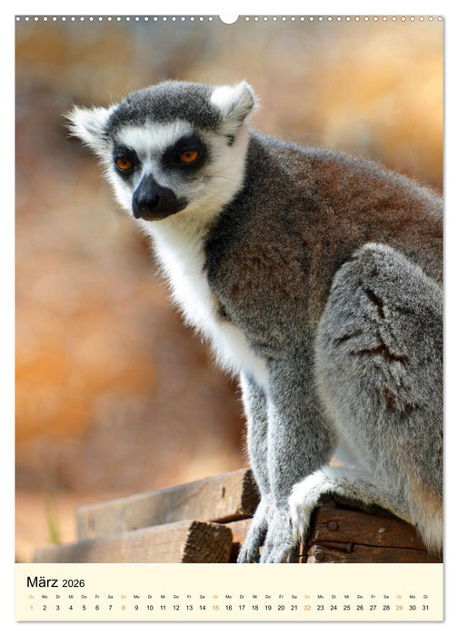 Putzige Kattas (CALVENDO Premium Wandkalender 2026)