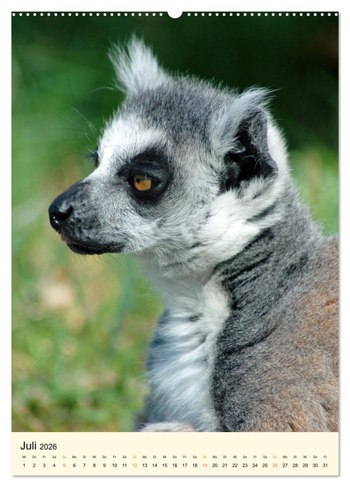 Putzige Kattas (CALVENDO Premium Wandkalender 2026)