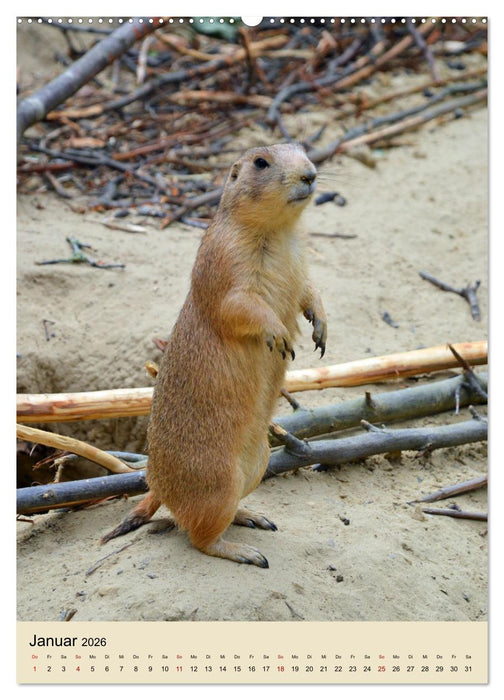 Familie Präriehund (CALVENDO Wandkalender 2026)