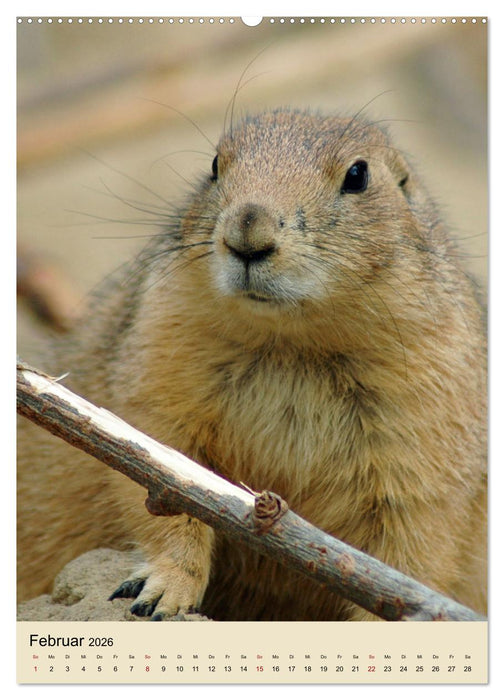 Familie Präriehund (CALVENDO Wandkalender 2026)