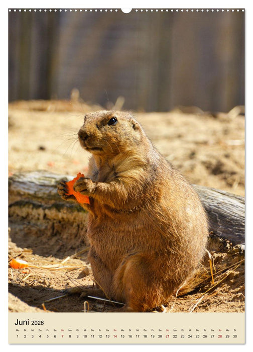 Familie Präriehund (CALVENDO Wandkalender 2026)