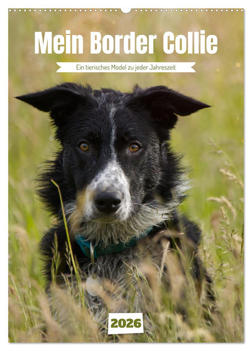 Mein Border Collie (CALVENDO Wandkalender 2026)