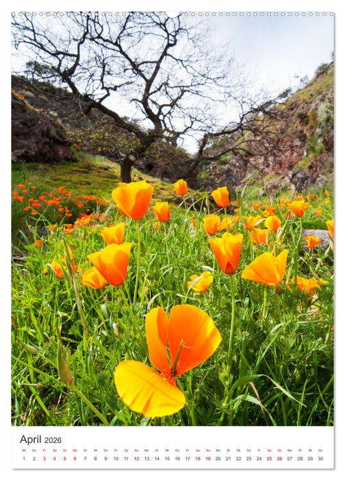 Teneriffa - Die Trauminsel (CALVENDO Wandkalender 2026)