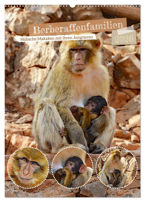 Berberaffenfamilien (CALVENDO Wandkalender 2026)