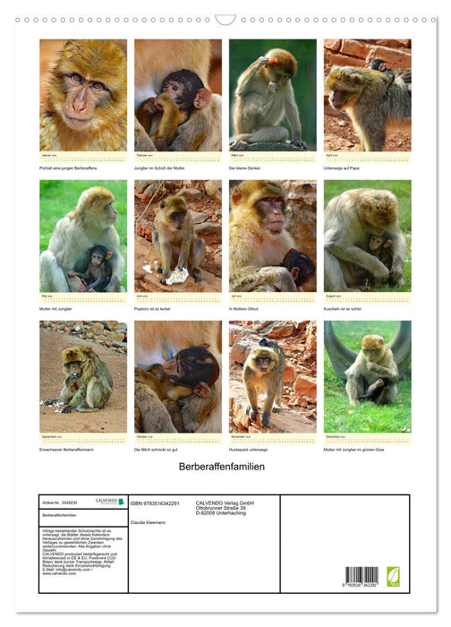 Berberaffenfamilien (CALVENDO Wandkalender 2026)