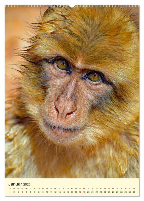 Berberaffenfamilien (CALVENDO Wandkalender 2026)