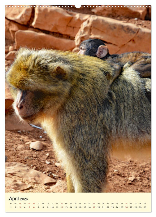 Berberaffenfamilien (CALVENDO Wandkalender 2026)