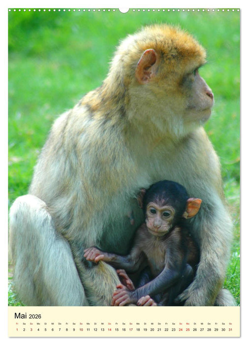 Berberaffenfamilien (CALVENDO Wandkalender 2026)