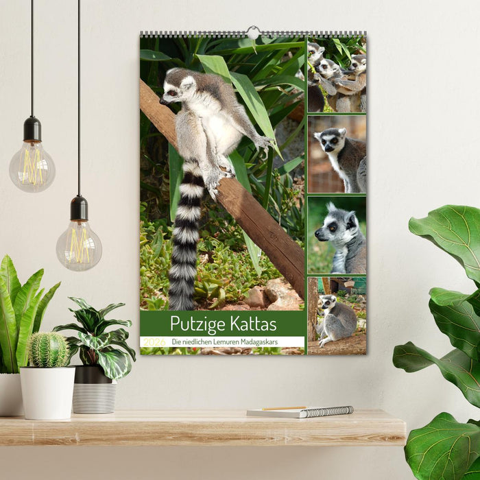 Putzige Kattas (CALVENDO Wandkalender 2026)