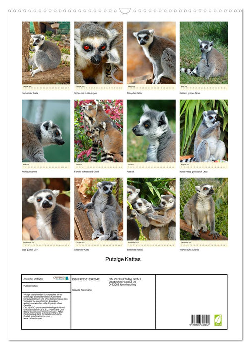 Putzige Kattas (CALVENDO Wandkalender 2026)