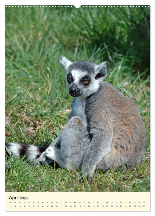 Putzige Kattas (CALVENDO Wandkalender 2026)