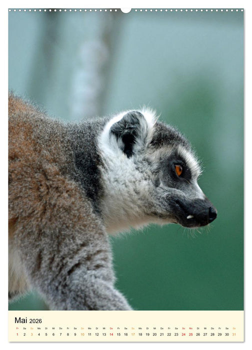 Putzige Kattas (CALVENDO Wandkalender 2026)